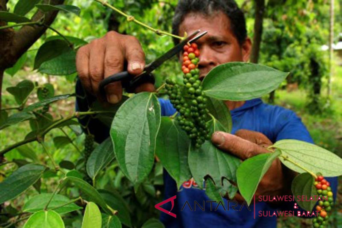 Petani enggan jual lada karena harga turun